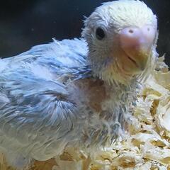 セキセイインコ　４/３０入荷　イエローフェイススパングル