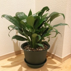 観葉植物　スパティフィラム　45cm　7号の鉢と受け皿付き