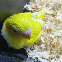 セキセイインコ　4/22 赤目ルチノー