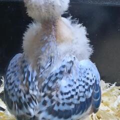 セキセイインコ　4/22  ブルーオパーリン