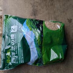 西洋芝の種