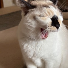 猫探してます