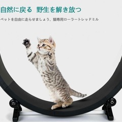 キャットホイール★猫ちゃんの
エクササイズの画像