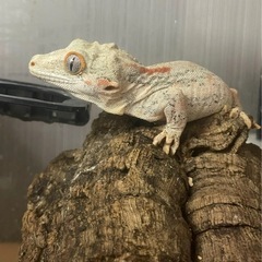 ガーゴイルゲッコー　オス　オレンジストライプ