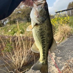 バス釣り一緒に行きませんか