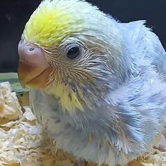 セキセイインコ　４/３０入荷　イエローフェイススパングルブ…