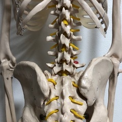 骨格模型の画像