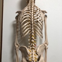骨格模型の画像