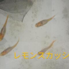 人気の！①レモンスカッシュ🍋めだか💛有精卵