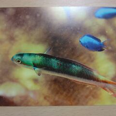 ポストカード　木田光春　２枚②