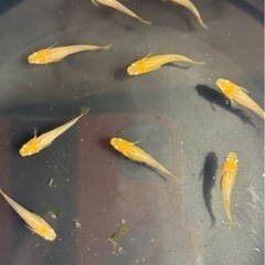 乙姫メダカ【成魚】