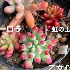 虹の玉・乙女心・ジェットバースなど お安く