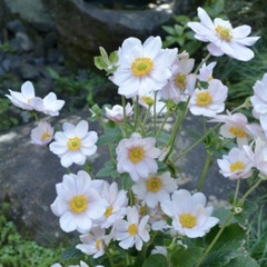 シュウメイギク 秋明菊（白）