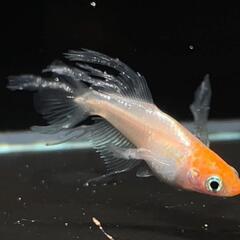 極上ハイビスカスメダカ　有精卵15＋α　夢中メダカ様血統