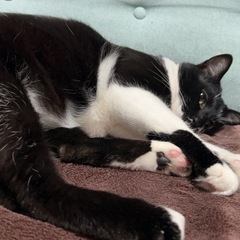片割れ猫と相性悪く、大喧嘩してケージ飼いに成ってしまいまし…