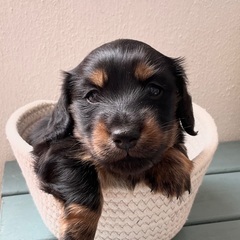 🟩ご家族さま募集中！ミニチュアダックス男の子③【子犬販売】5月1日投稿