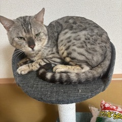 猫　ベンガル猫
