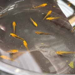 メダカ来光3ペア