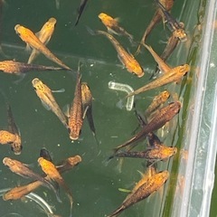 メダカ来光1ペアの画像