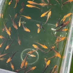 メダカ来光1ペアの画像