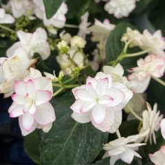 希少！紫陽花【加茂セレクションのエコー】