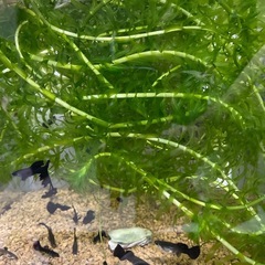 アナカリス　水草　20㎝×20本