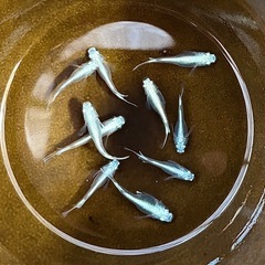 ミユキフルボディ② めだか