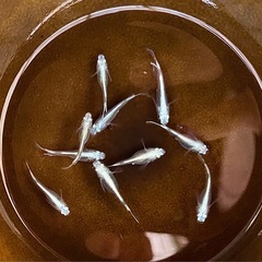 ミユキフルボディ③ めだか