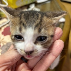 子猫