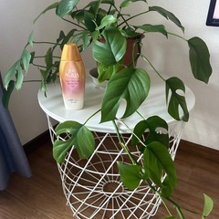 ヒメモンステラ🌿‬新芽沢山出てきました🌱