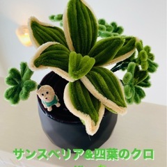 サンスベリア&四葉のクローバー🍀