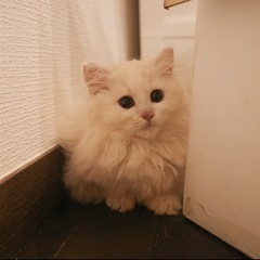 マンチカン短足の女の子 【訳あり】