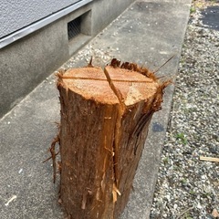 木、スウェーデントーチ