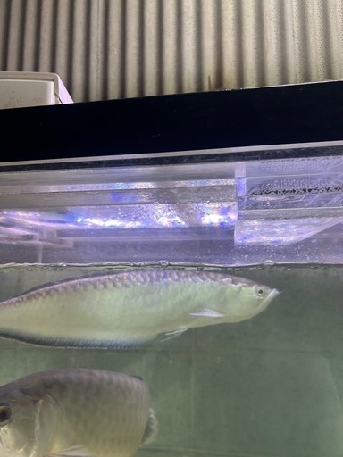 ブラックアロワナ大型魚熱帯魚