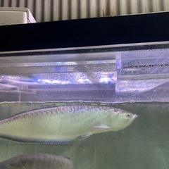 ブラックアロワナ大型魚熱帯魚