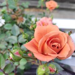 ミニ薔薇「テディベア」鉢植え