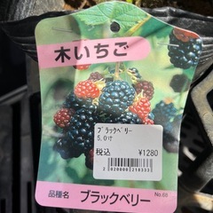 ブラックベリーの苗の画像