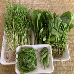 水菜、小松菜、絹さや、スナップエンドウまとめて
