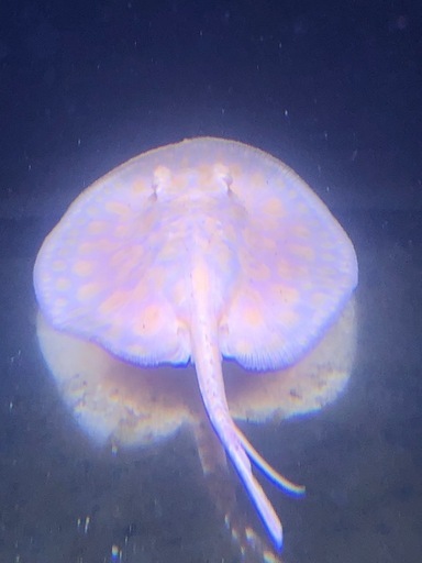 アルビノプラチナスノーダイヤモンドポルカ