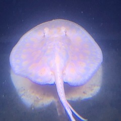 アルビノプラチナスノーダイヤモンドポルカの画像