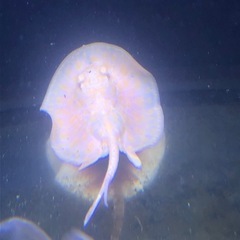 アルビノプラチナスノーダイヤモンドポルカの画像