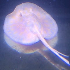 アルビノプラチナスノーダイヤモンドポルカの画像