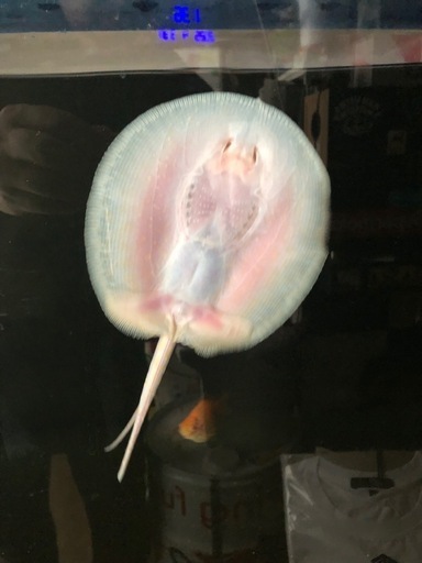 アルビノプラチナスノーダイヤモンドポルカ