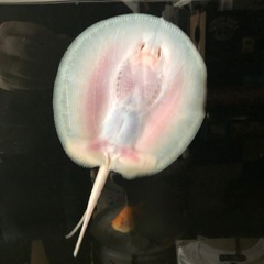 アルビノプラチナスノーダイヤモンドポルカの画像