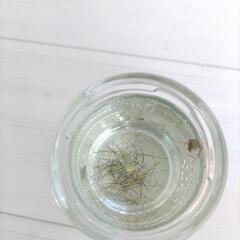 メダカの卵