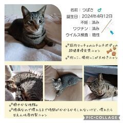 キジトラ お膝だっこが大好き❤️ムチムチボディーな男の子