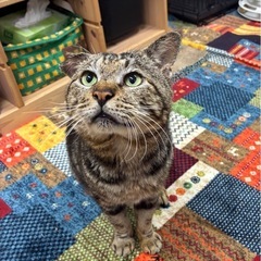 キジトラ風マーブル柄ぶちゃくん　推定6才前後　男の子