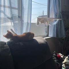 月末限定　 猫、空中ベッドの画像