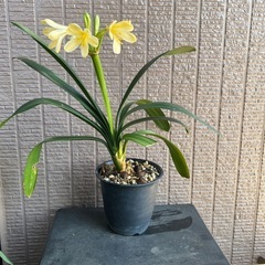 黄花クンシラン