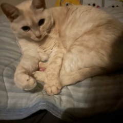 3歳のメス猫
